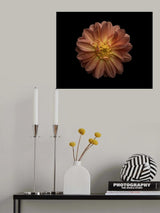 Dahlia Poster och Canvastavla
