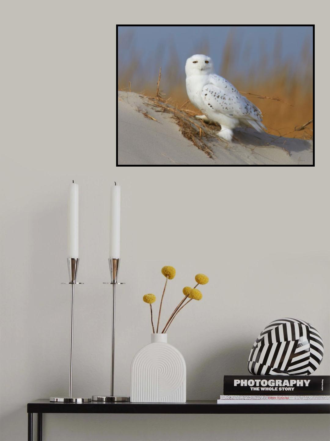 Male snowy owl Poster och Canvastavla