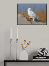 Male snowy owl Poster och Canvastavla