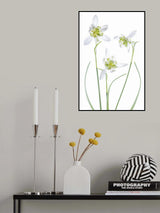 Galanthus Flore Pleno Poster och Canvastavla