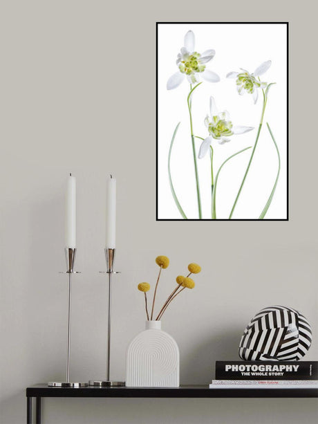 Galanthus Flore Pleno Poster och Canvastavla