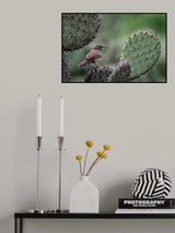 Cactus Wren on Cactus Poster och Canvastavla