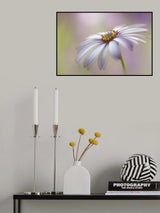 Cape Daisy Poster och Canvastavla