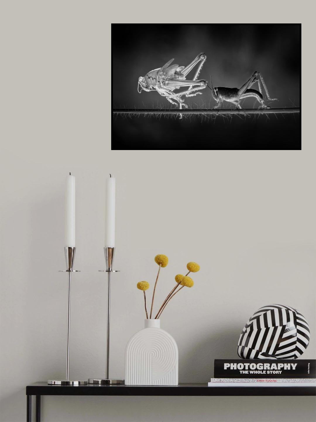 Molting Grasshopper Poster och Canvastavla
