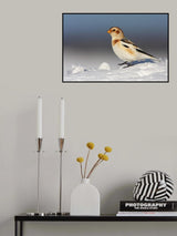 Snow Bunting (Plectrophenax nivalis) Poster och Canvastavla