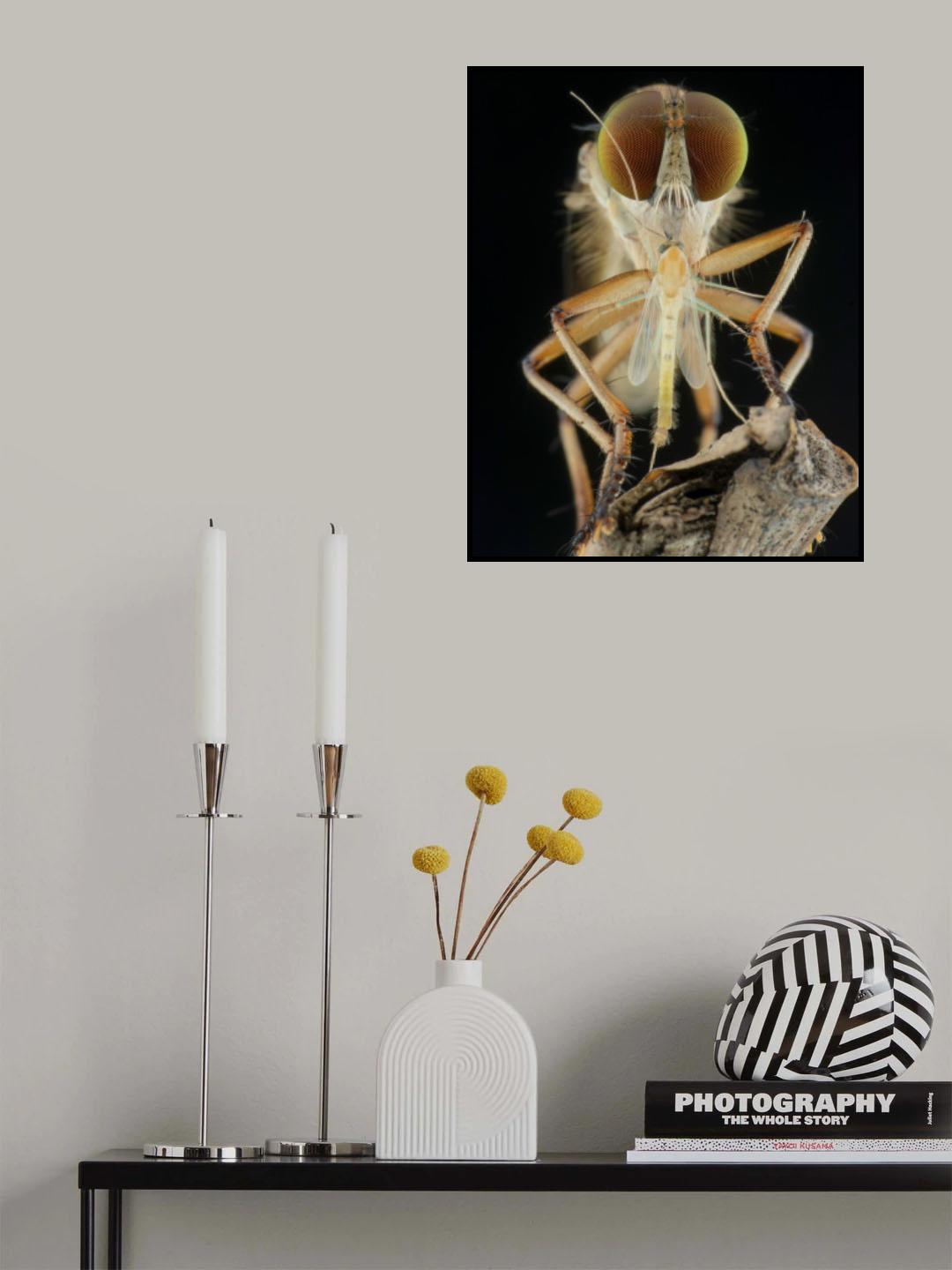 robberfly and prey Poster och Canvastavla