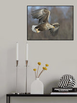 White-tailed Eagle Poster och Canvastavla