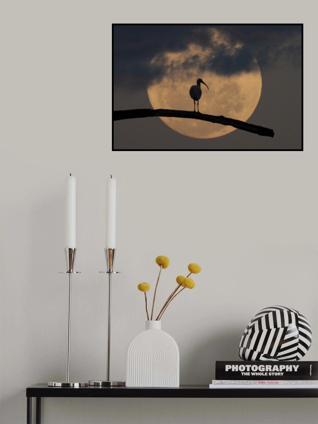 Ibis at night Poster och Canvastavla