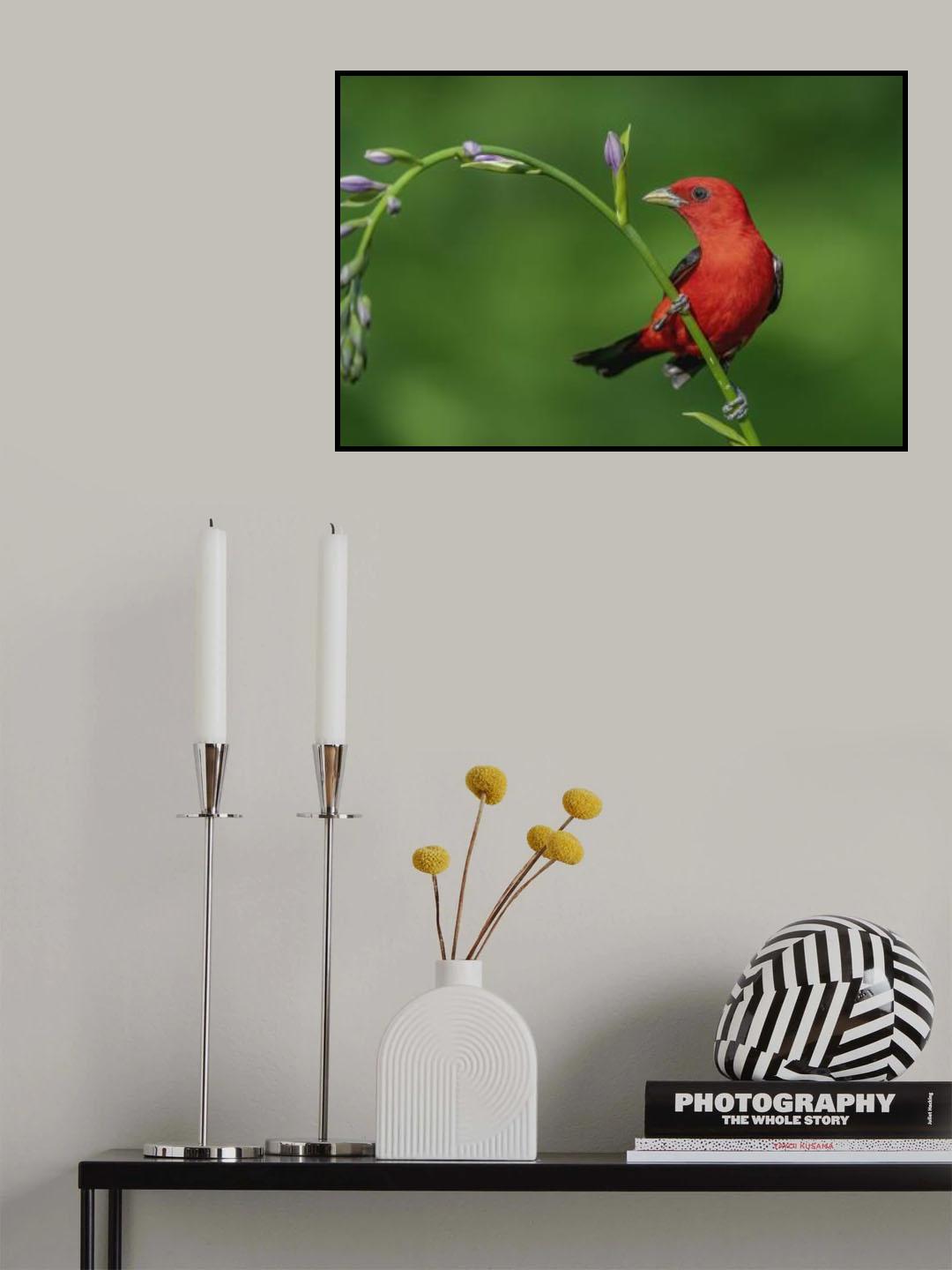 Scarlet Tanager Poster och Canvastavla