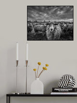 only sheep Poster och Canvastavla