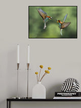 Bee-eaters fights Poster och Canvastavla