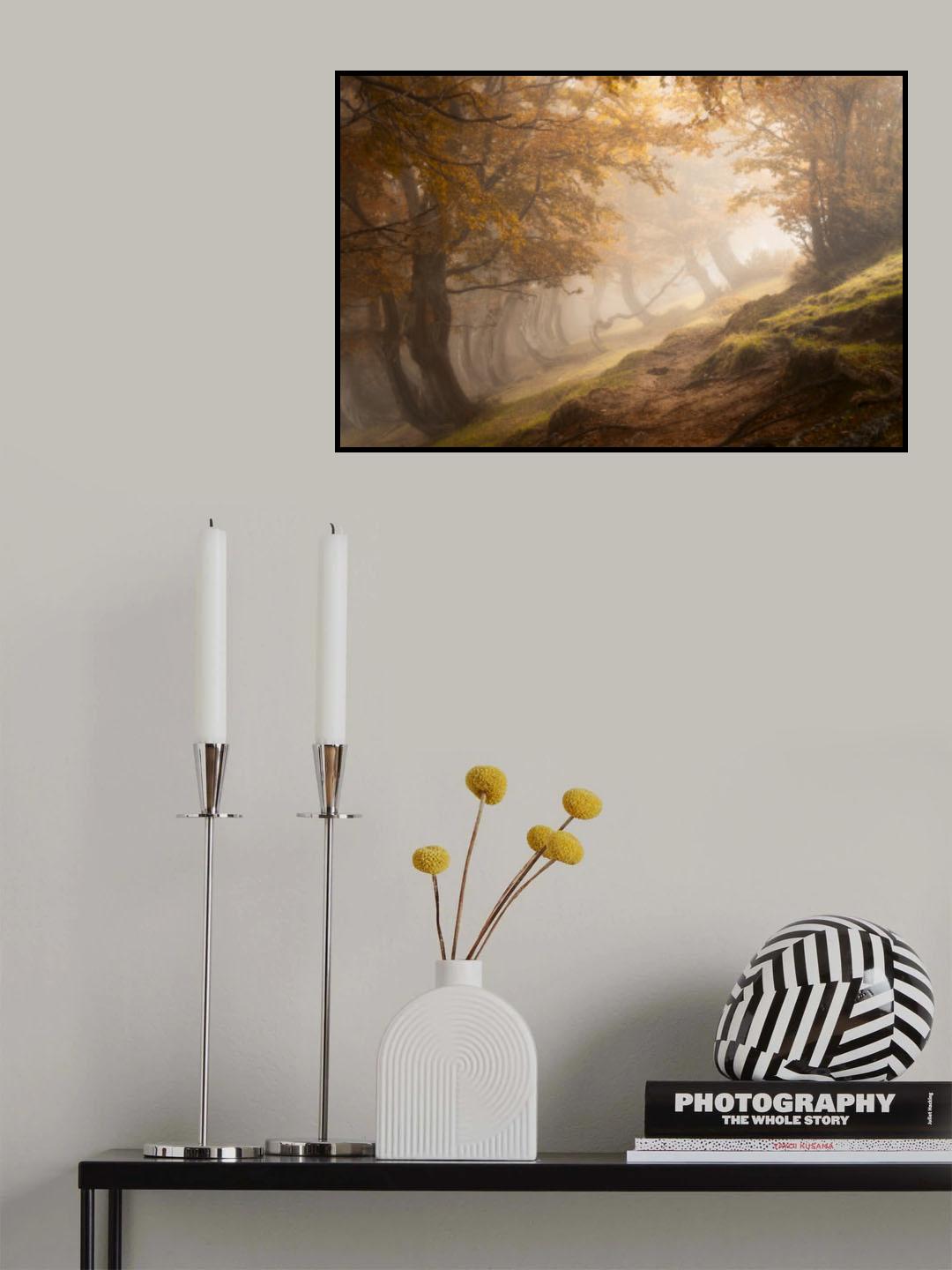 Twisted beeches Poster och Canvastavla