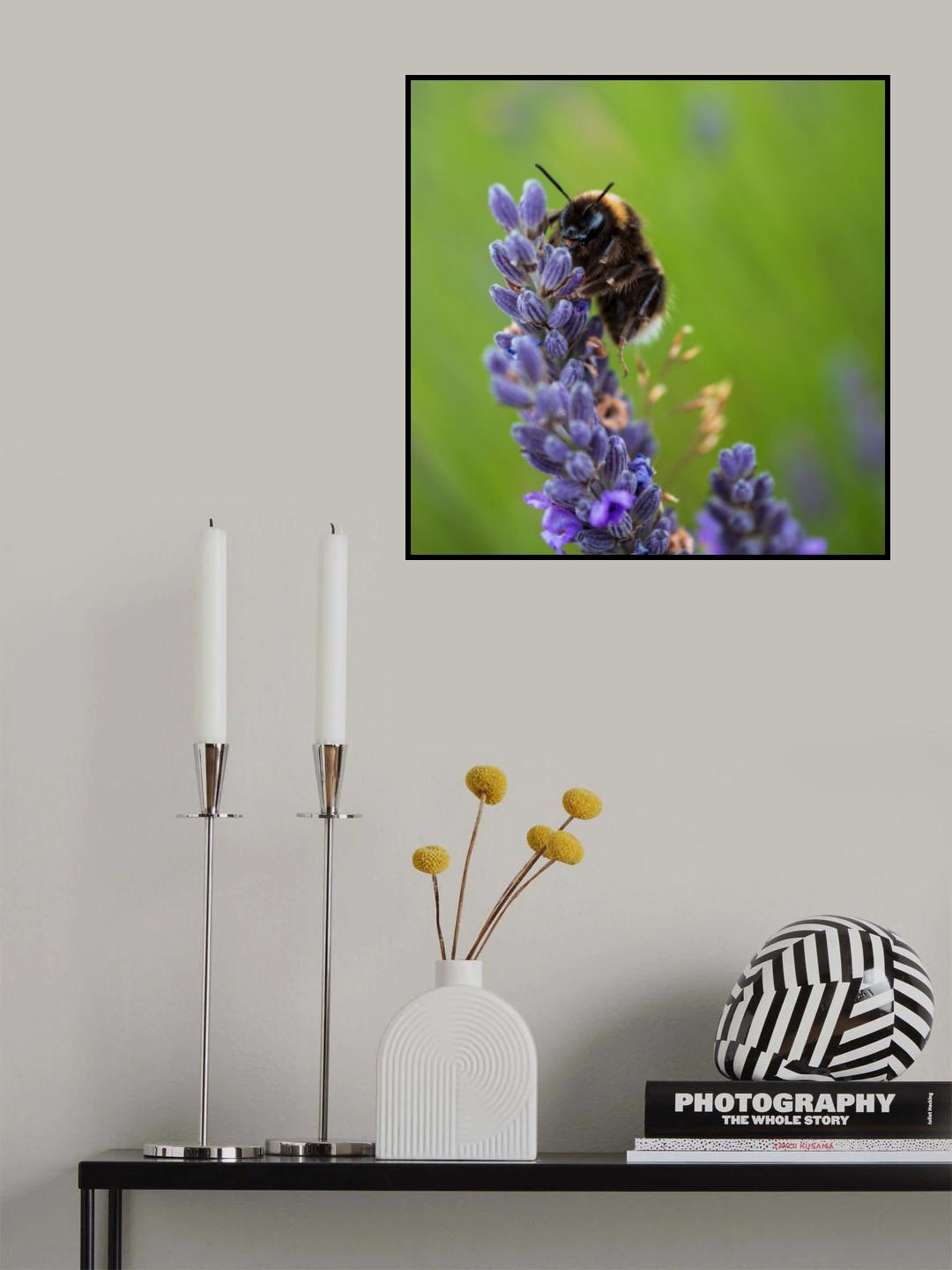 Bumblebee on Lavender Poster och Canvastavla