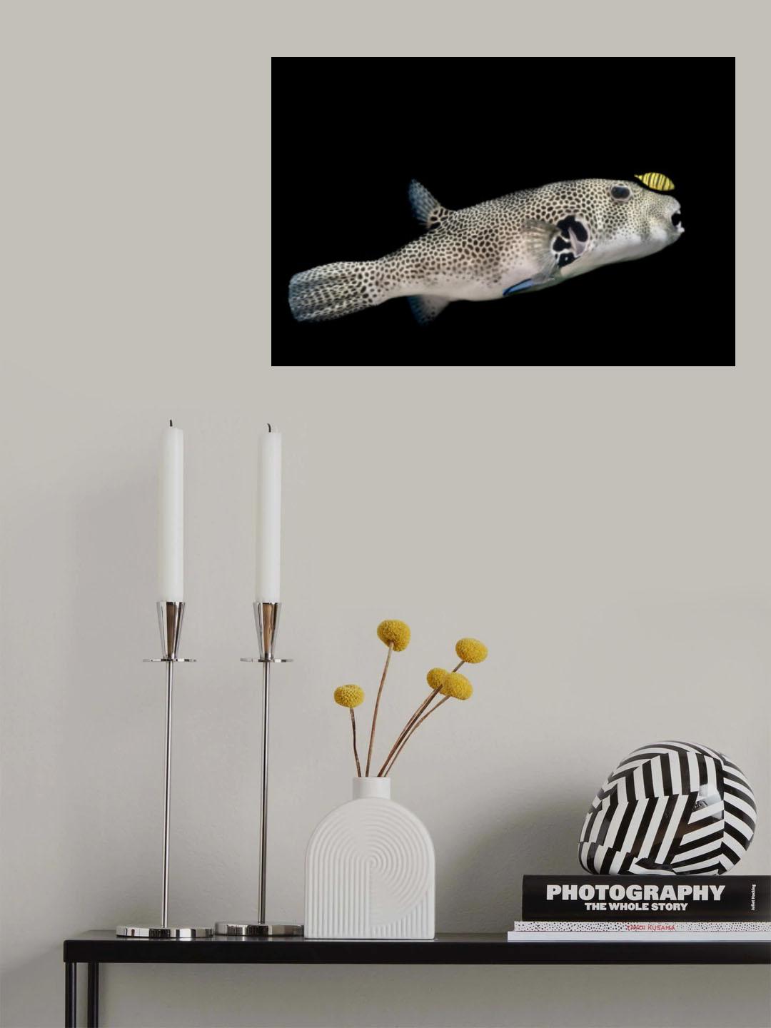 Symbiose Poster och Canvastavla