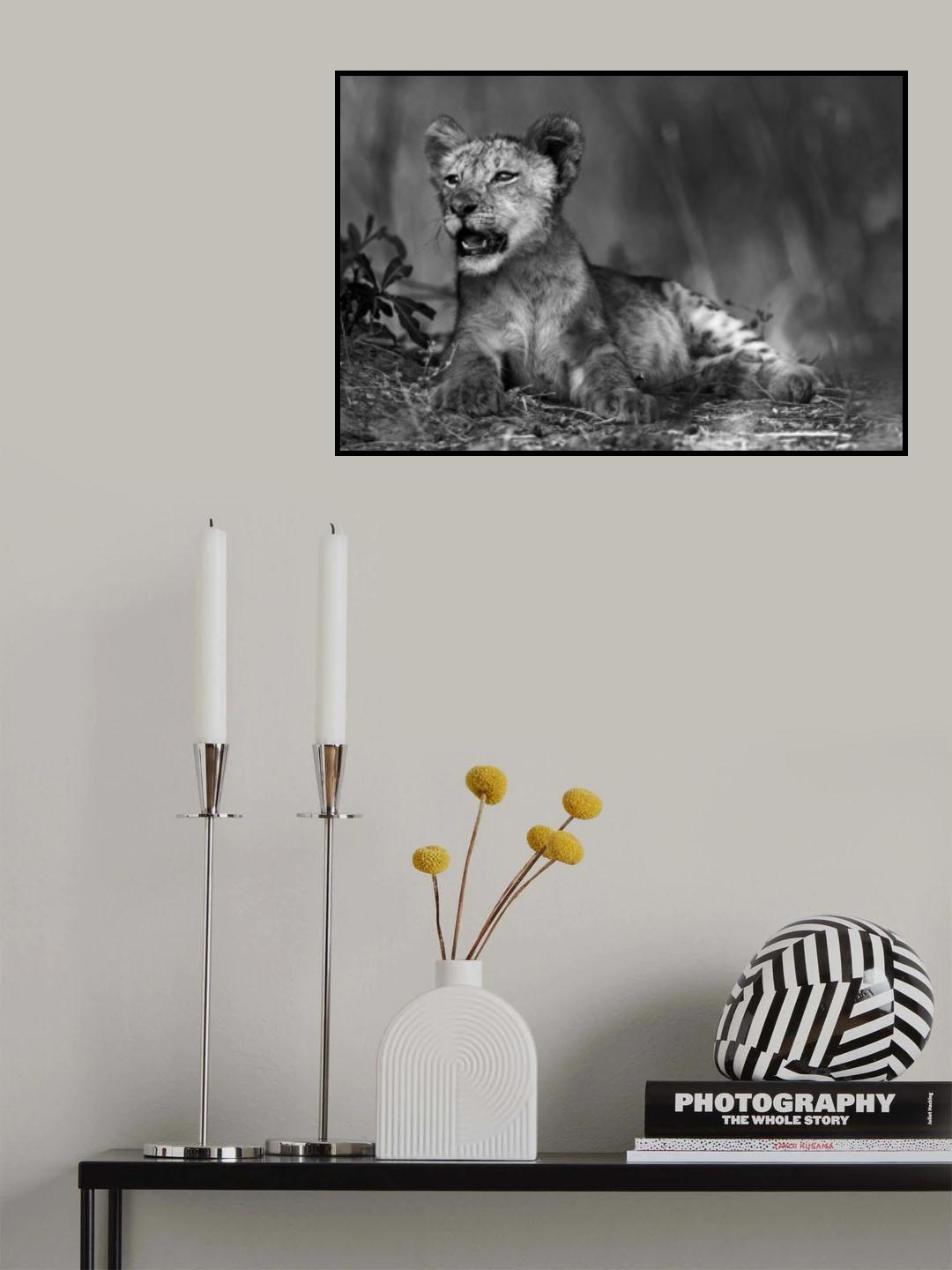 Lion cub in B &amp; W Poster och Canvastavla