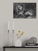 Lion cub in B &amp; W Poster och Canvastavla
