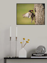 The Common Starling, Sturnus vulgaris Poster och Canvastavla