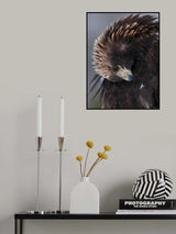 Golden Eagle Poster och Canvastavla