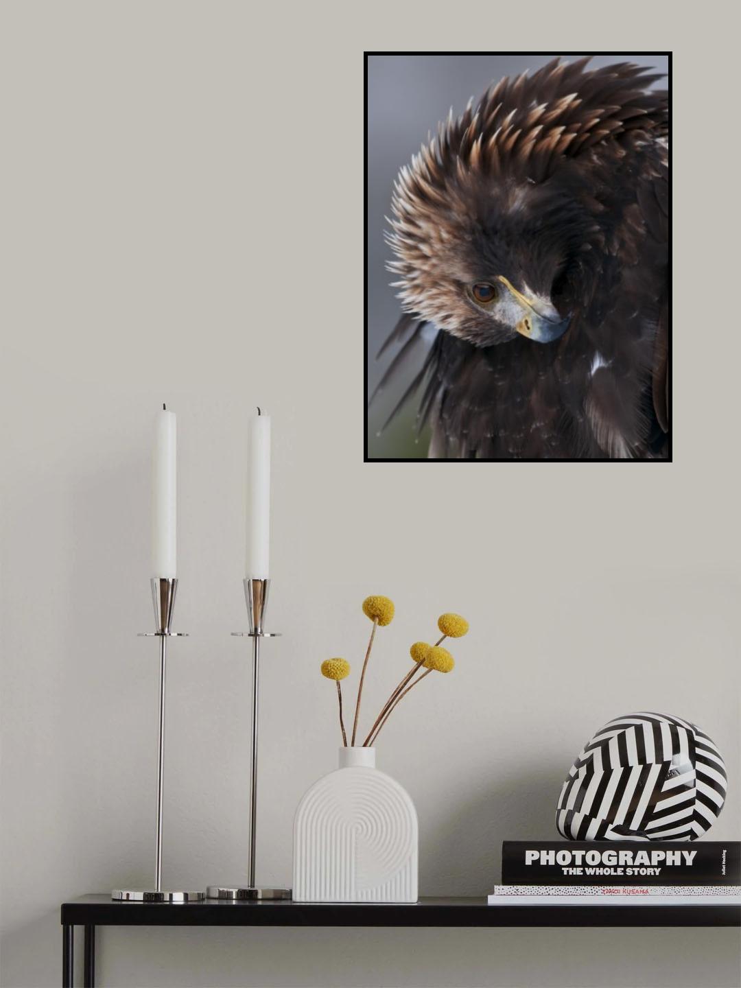 Golden Eagle Poster och Canvastavla