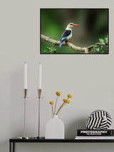 Gray-headed kingfisher Poster och Canvastavla