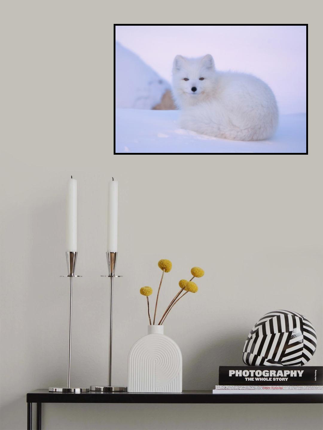 White fox Poster och Canvastavla