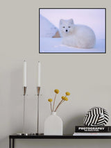 White fox Poster och Canvastavla