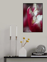 pink tulip Poster och Canvastavla
