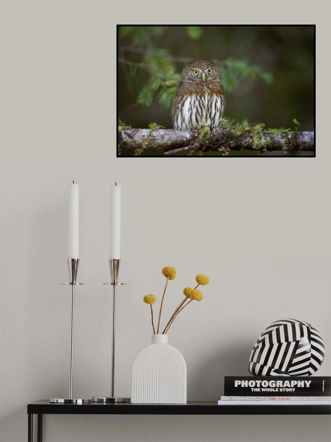 Northern pygmy owl Poster och Canvastavla