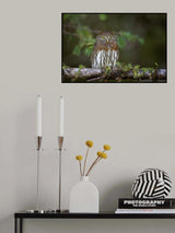 Northern pygmy owl Poster och Canvastavla