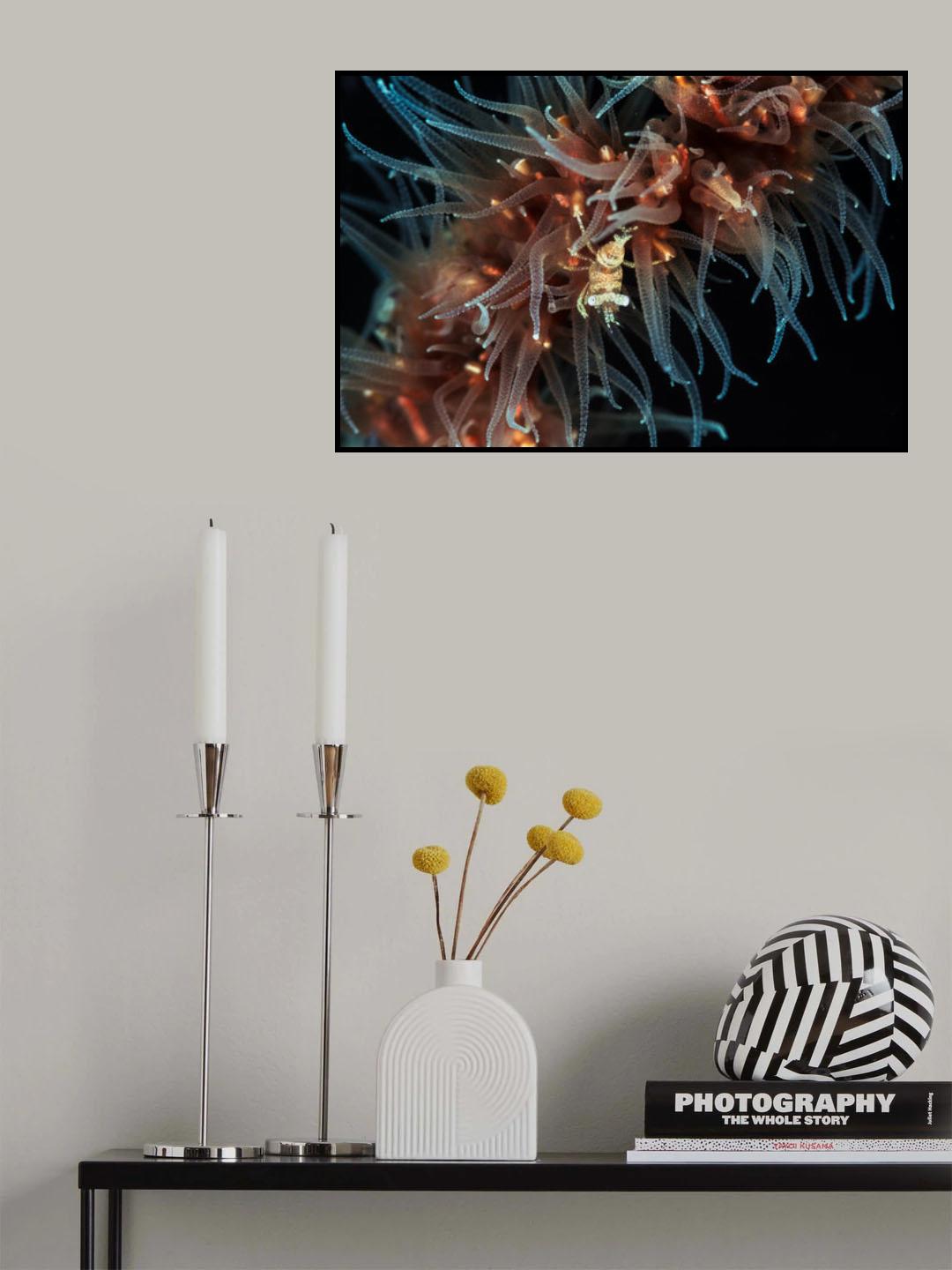 Zanzibar whip coral shrimp Poster och Canvastavla