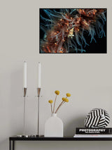 Zanzibar whip coral shrimp Poster och Canvastavla