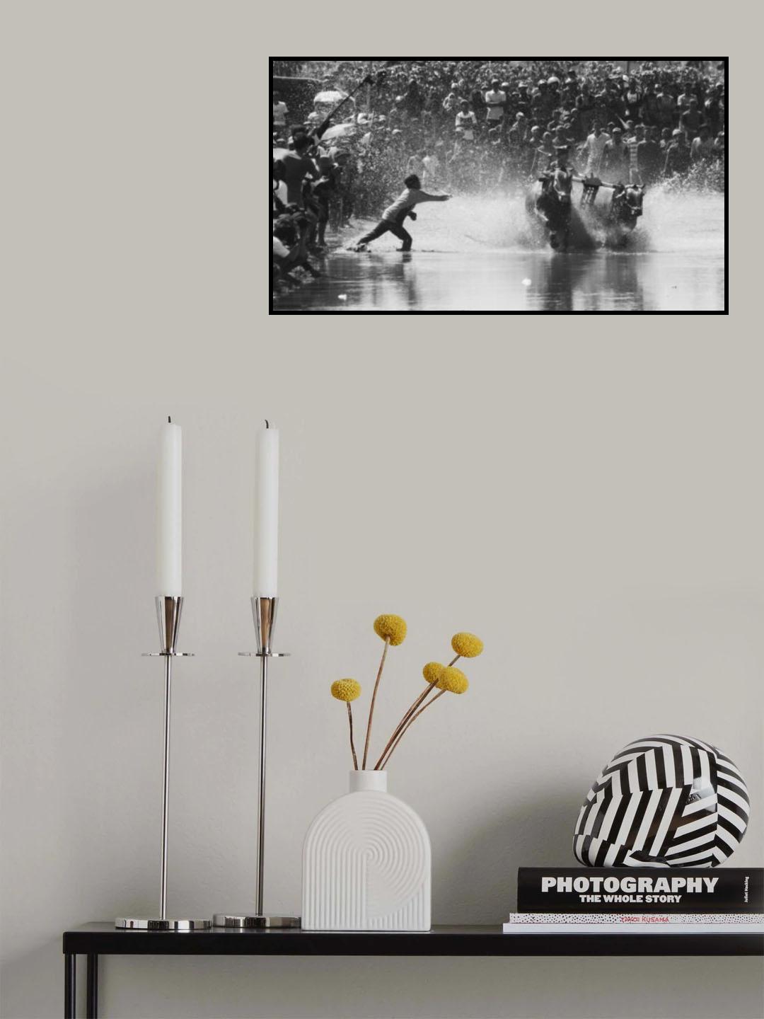 Cow Race Poster och Canvastavla