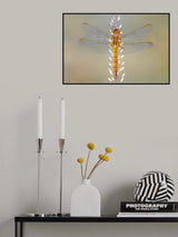Dragonfly Poster och Canvastavla