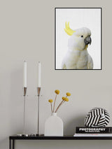 Peekaboo Cockatoo Poster och Canvastavla