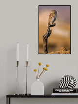 Peeping Owl Poster och Canvastavla