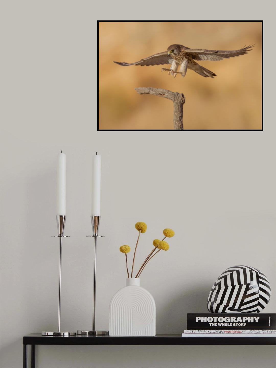 Common kestrel Poster och Canvastavla