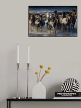 horses Poster och Canvastavla
