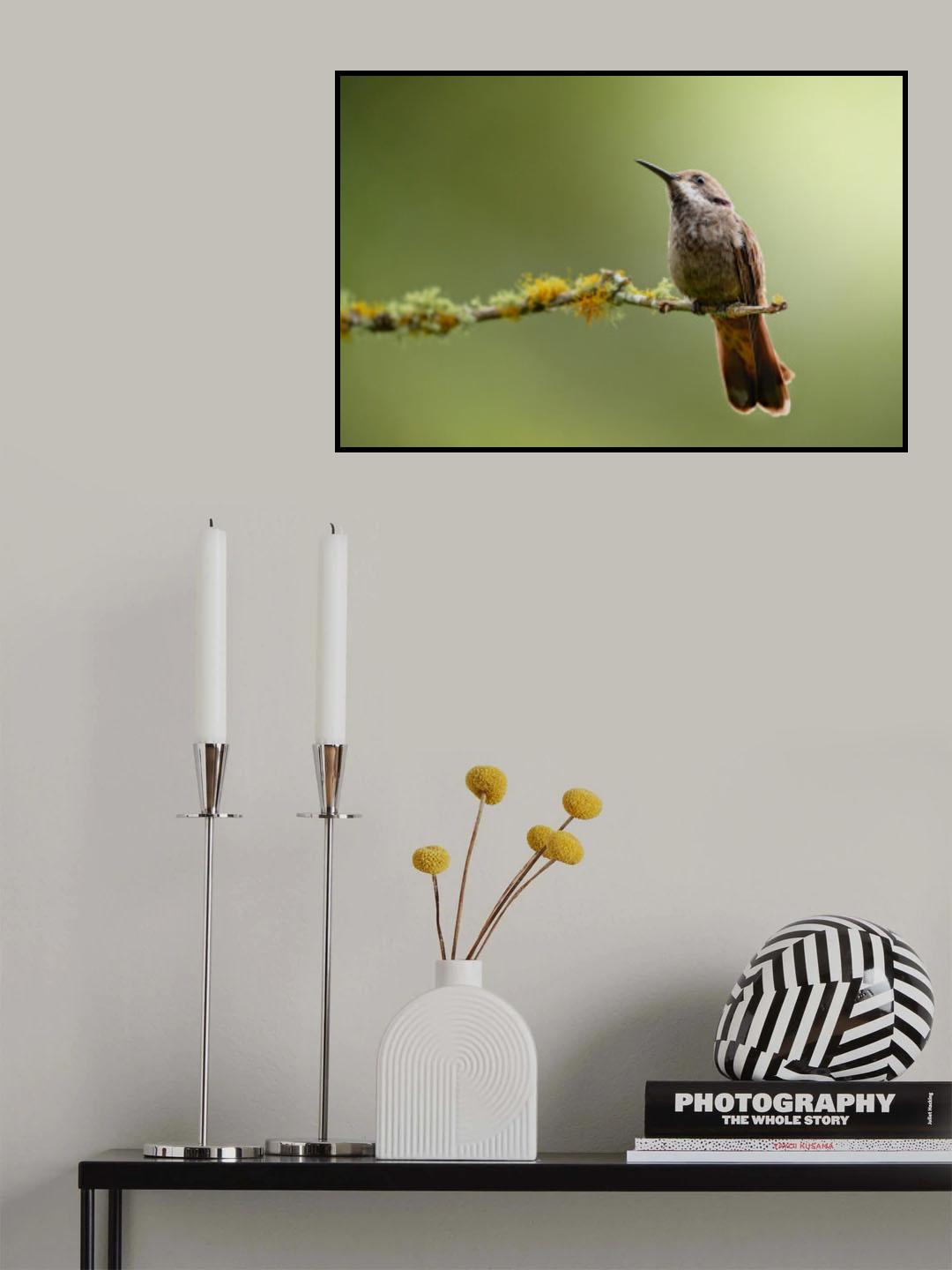 Colibri delphinae Poster och Canvastavla