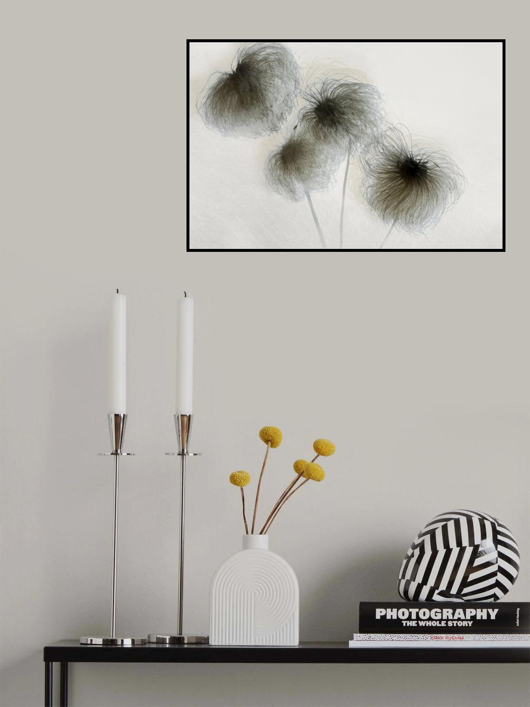 Clematis Poster och Canvastavla