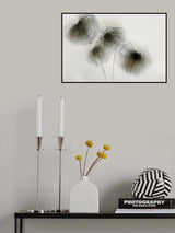 Clematis Poster och Canvastavla