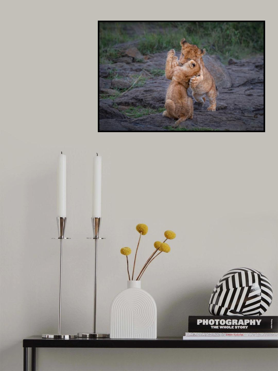 Two  cubs play Poster och Canvastavla