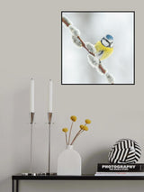 Blue tit in a white world. Poster och Canvastavla