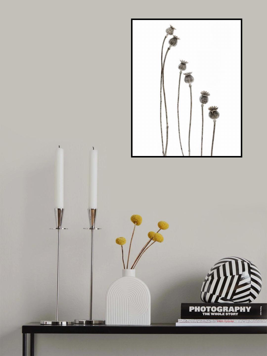 Last years flowering poppies Poster och Canvastavla