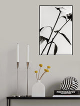 Peony 08 Poster och Canvastavla
