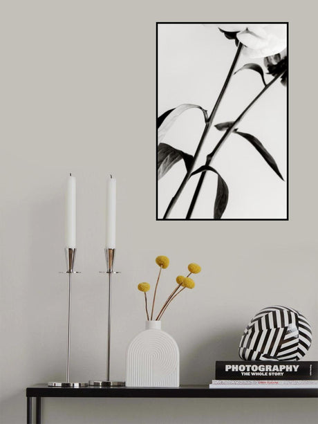 Peony 08 Poster och Canvastavla