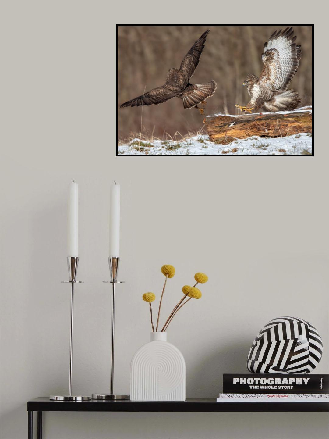 Buzzards Fighting Poster och Canvastavla