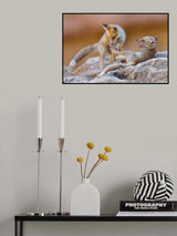 Fox family Poster och Canvastavla