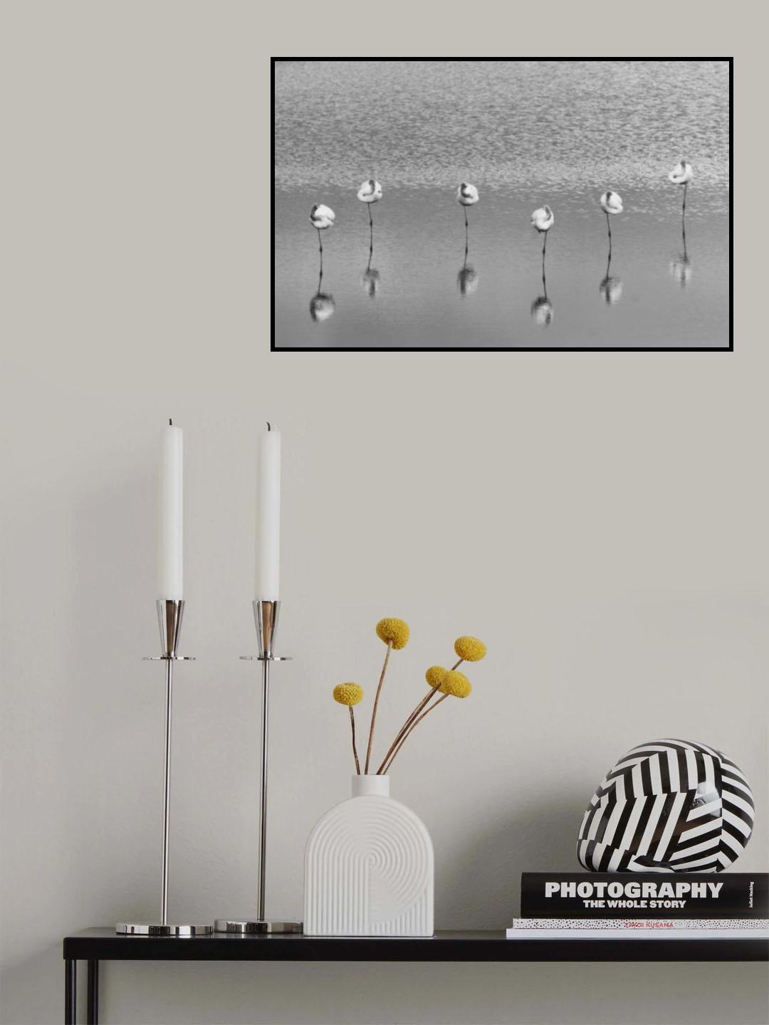 Sleeping flamingos Poster och Canvastavla
