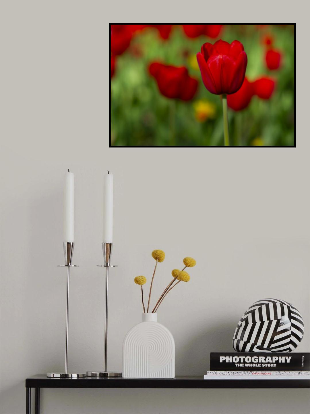 red tulips Poster och Canvastavla