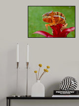 Panther chameleon Poster och Canvastavla